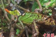 宣威云南南滚河保护区首次发现红唇棘蜥