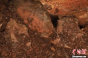 宣威江西发现蜘蛛新物种 为研究呵叻蛛属适应区域提供依据